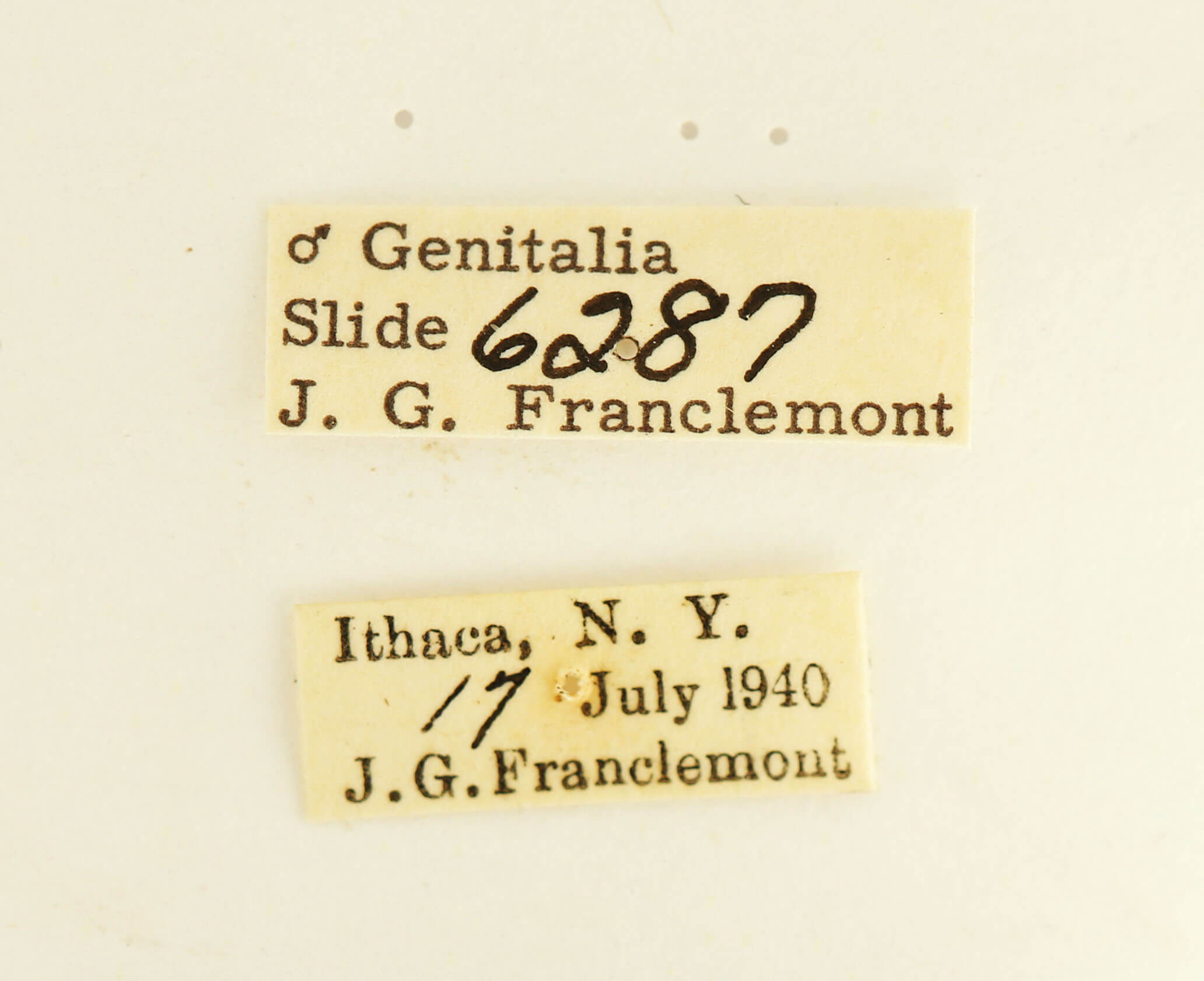 label view of adult Datana perspicua