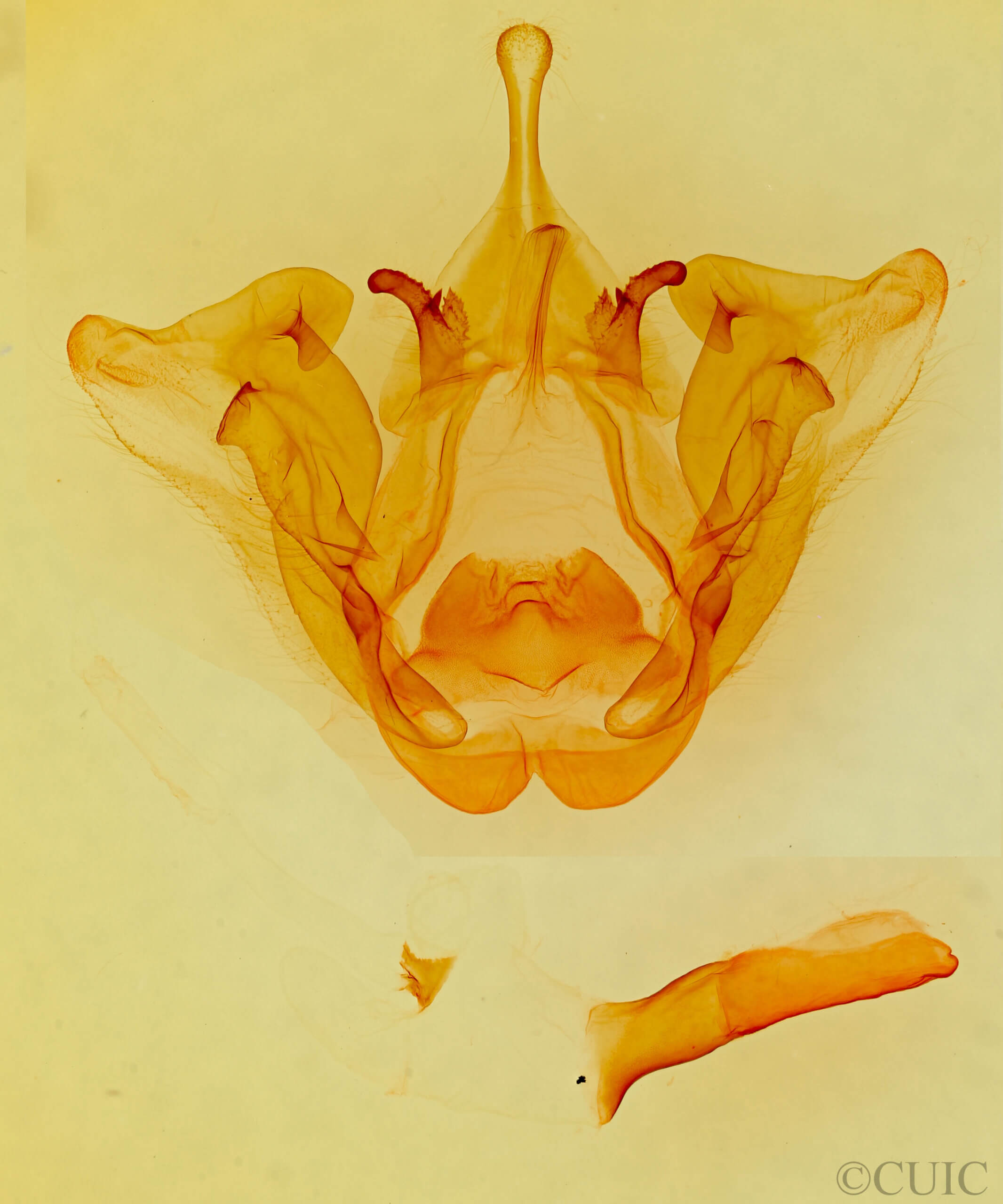 genitalia view of adult Datana perspicua