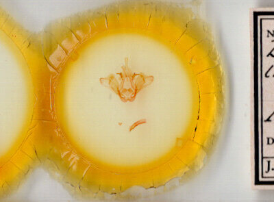 slide view of adult Datana integerrima