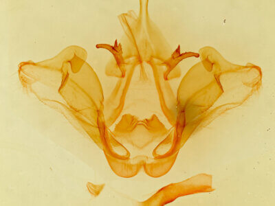 genitalia view of adult Datana integerrima