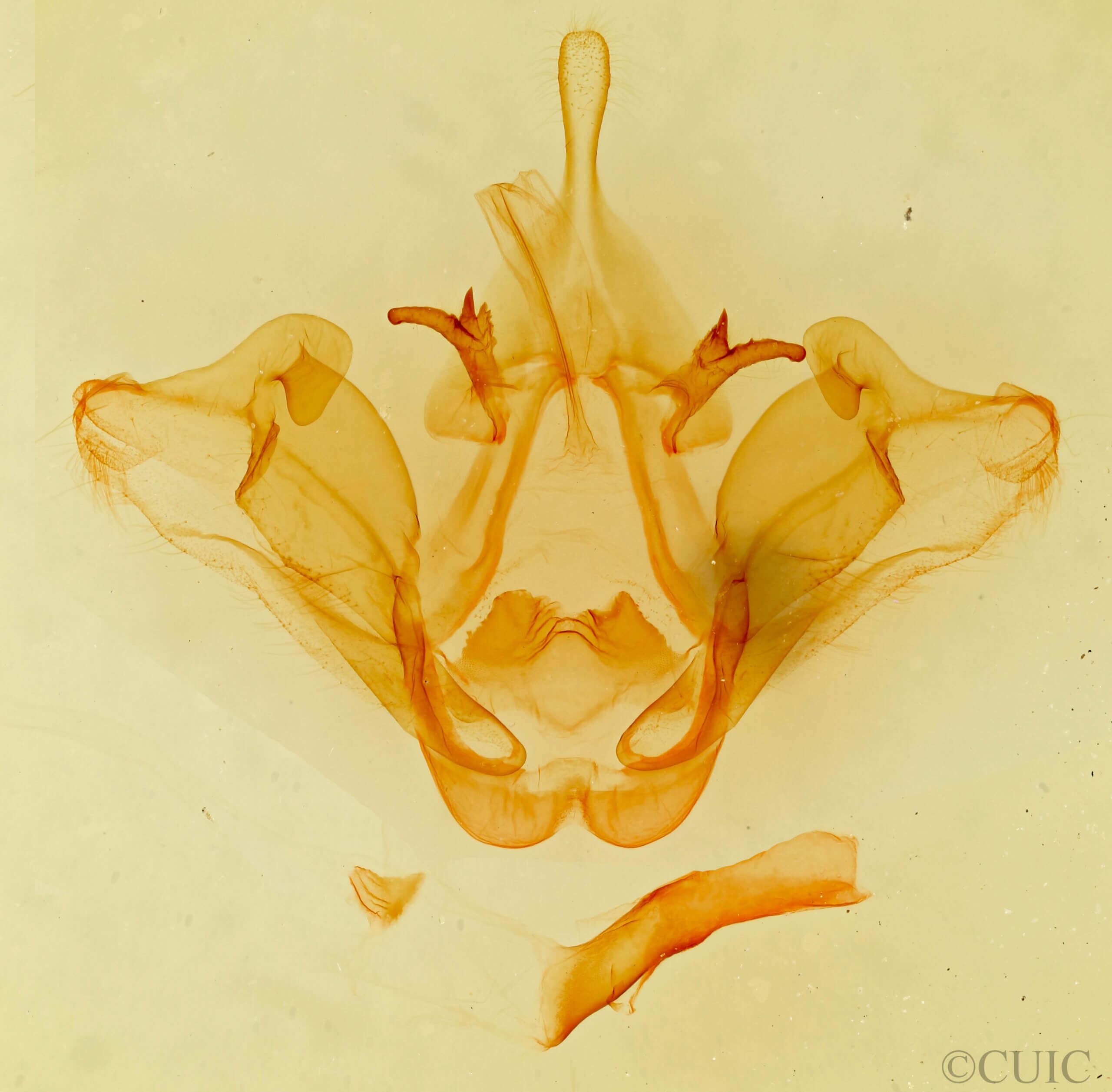 genitalia view of adult Datana integerrima