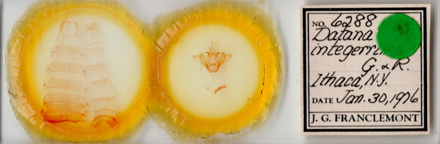 slide view of adult Datana integerrima