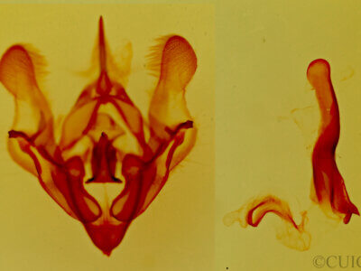 genitalia view of adult Protorthodes melanopis