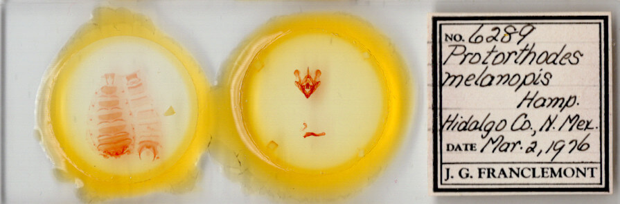 slide view of adult Protorthodes melanopis