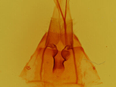 genitalia view of adult Protorthodes melanopis