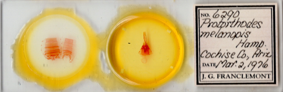 slide view of adult Protorthodes melanopis