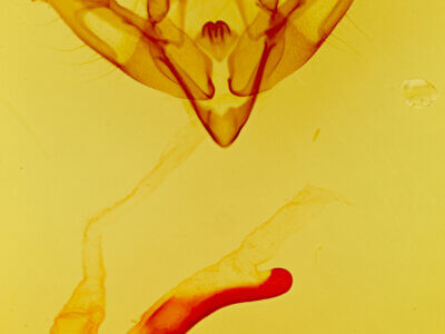 genitalia view of adult Xestia dolosa