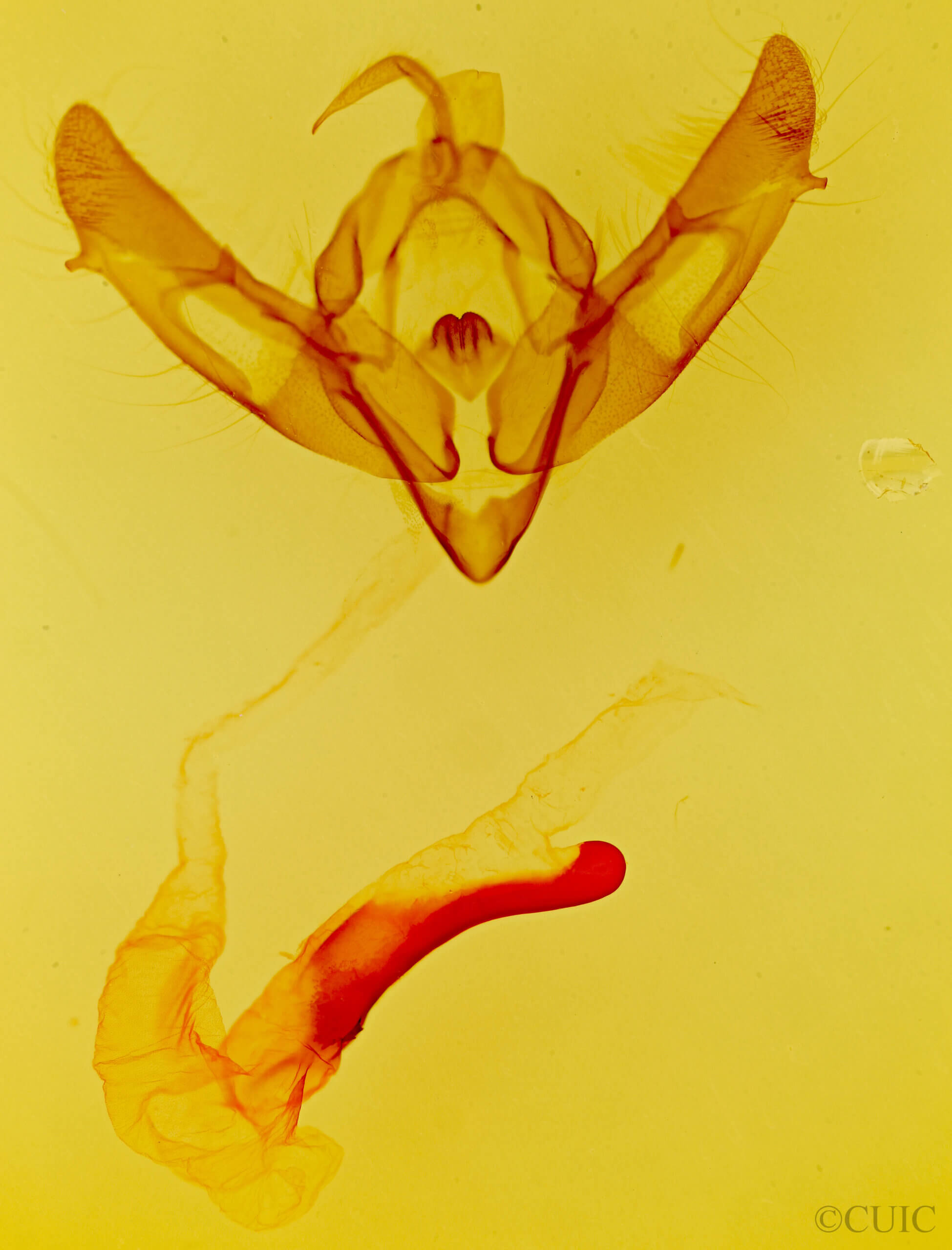 genitalia view of adult Xestia dolosa
