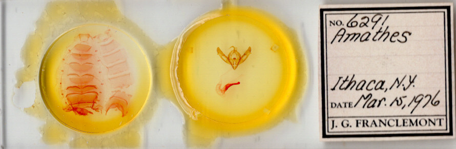 slide view of adult Xestia dolosa