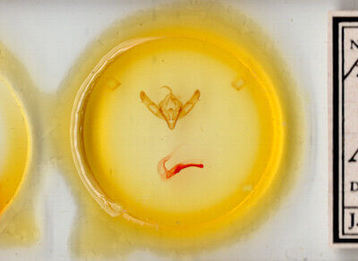 slide view of adult Xestia dolosa