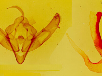 genitalia view of adult Xestia dolosa