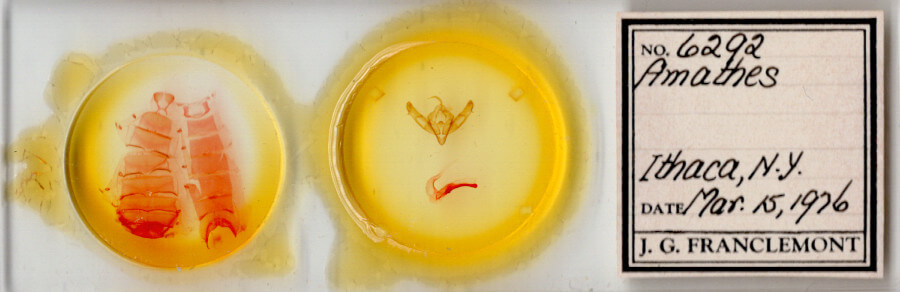 slide view of adult Xestia dolosa