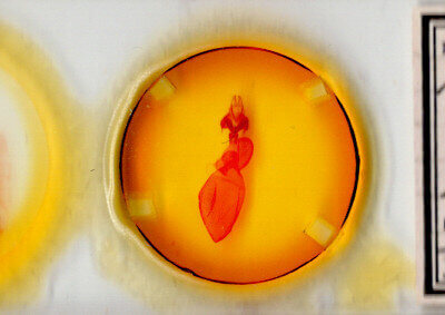 slide view of adult Xestia dolosa