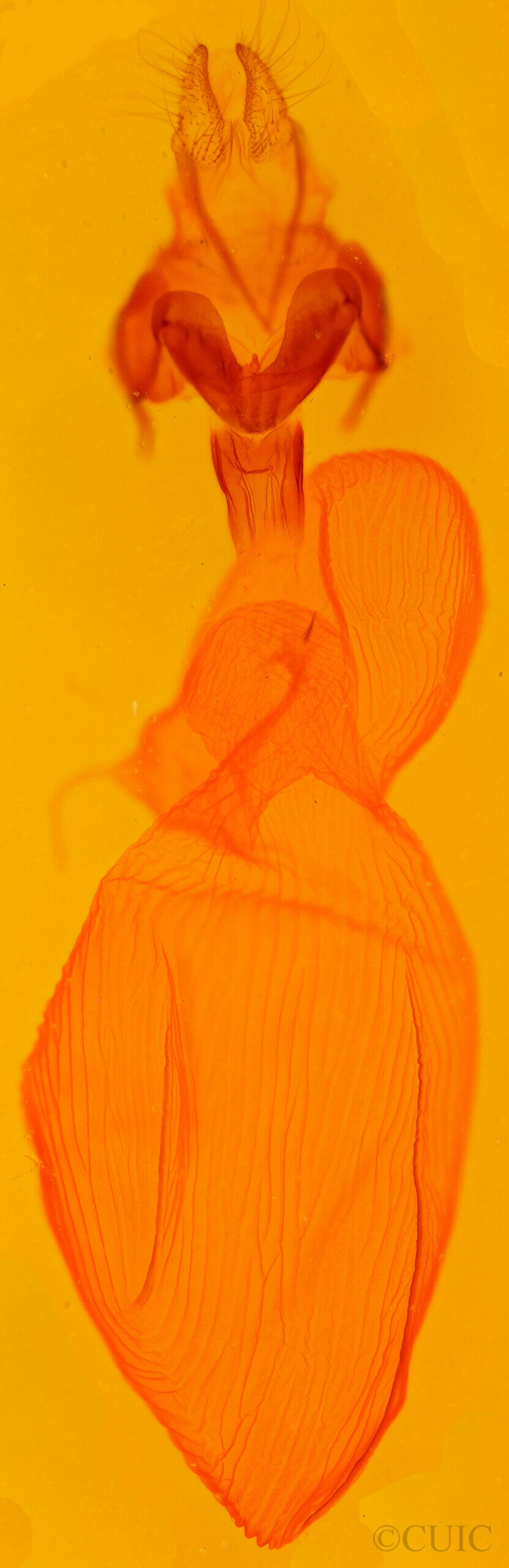 genitalia view of adult Xestia dolosa