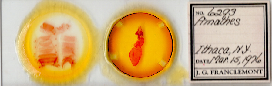 slide view of adult Xestia dolosa