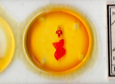 slide view of adult Xestia dolosa