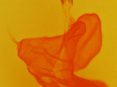 genitalia view of adult Xestia dolosa