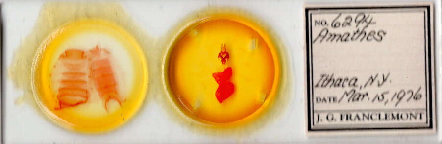 slide view of adult Xestia dolosa