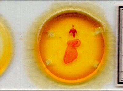 slide view of adult Xestia dolosa