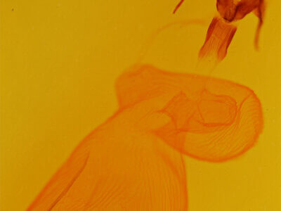 genitalia view of adult Xestia dolosa