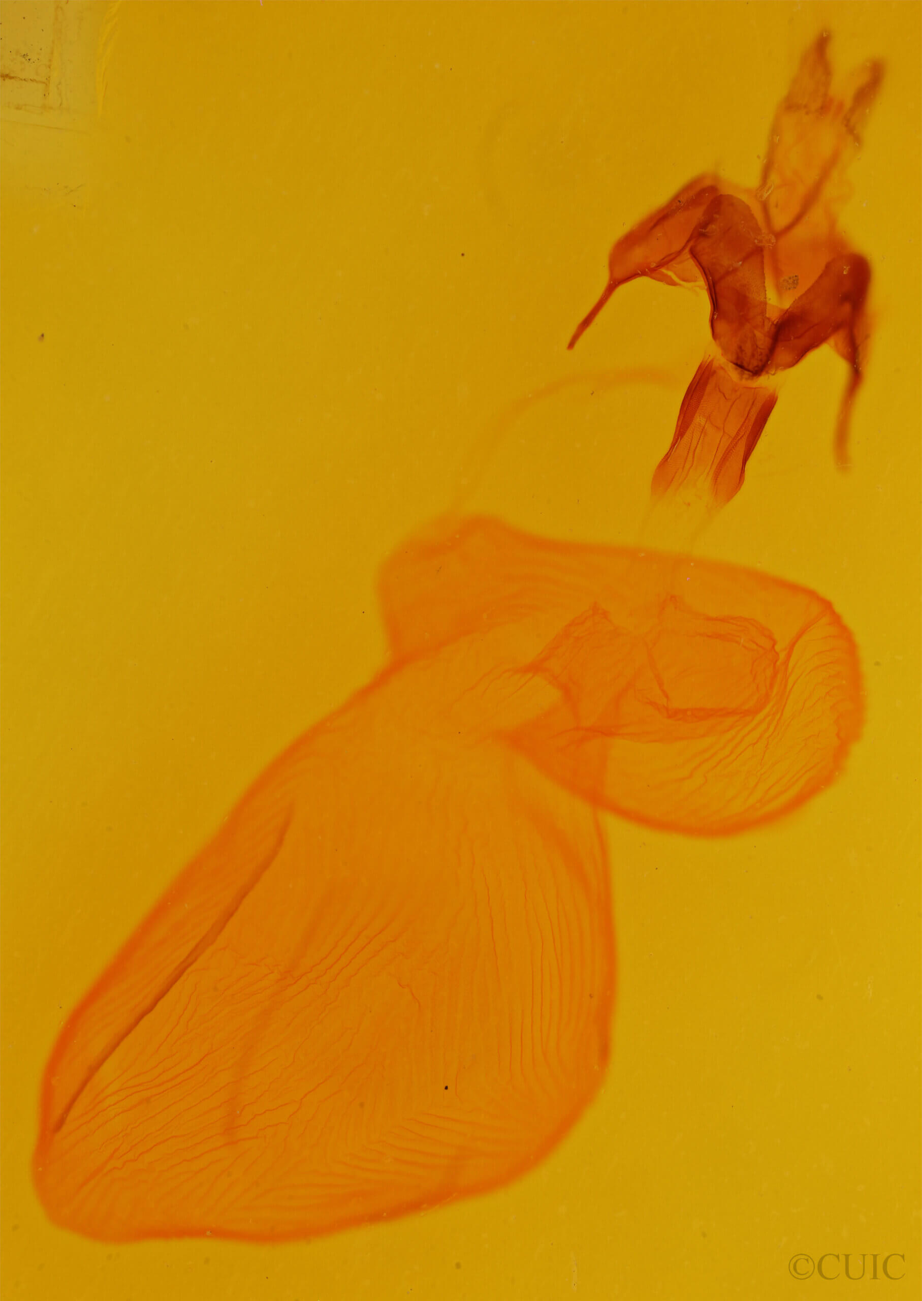 genitalia view of adult Xestia dolosa