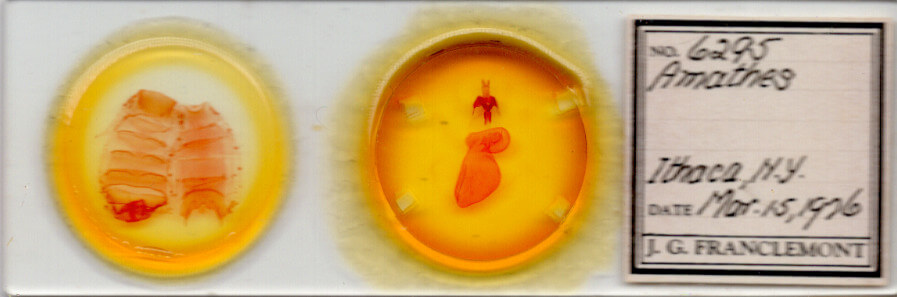 slide view of adult Xestia dolosa