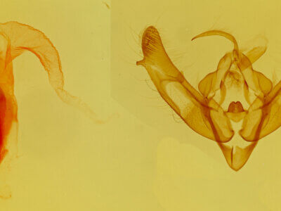 genitalia view of adult Xestia c-nigrum