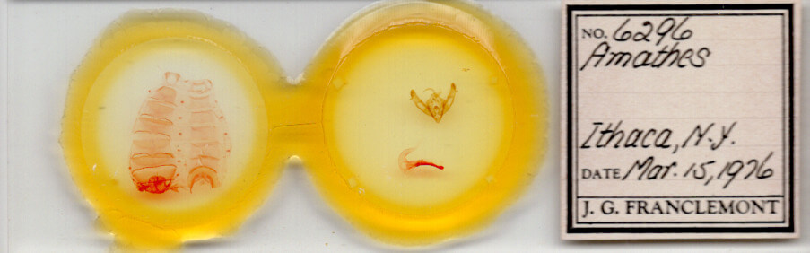 slide view of adult Xestia c-nigrum