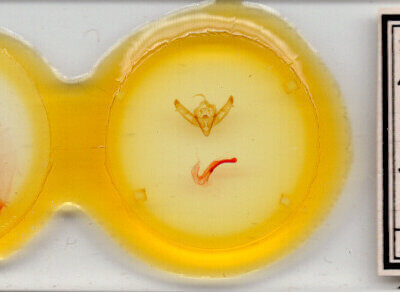 slide view of adult Xestia c-nigrum