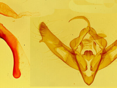 genitalia view of adult Xestia c-nigrum