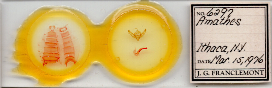 slide view of adult Xestia c-nigrum