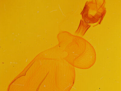 genitalia view of adult Xestia c-nigrum