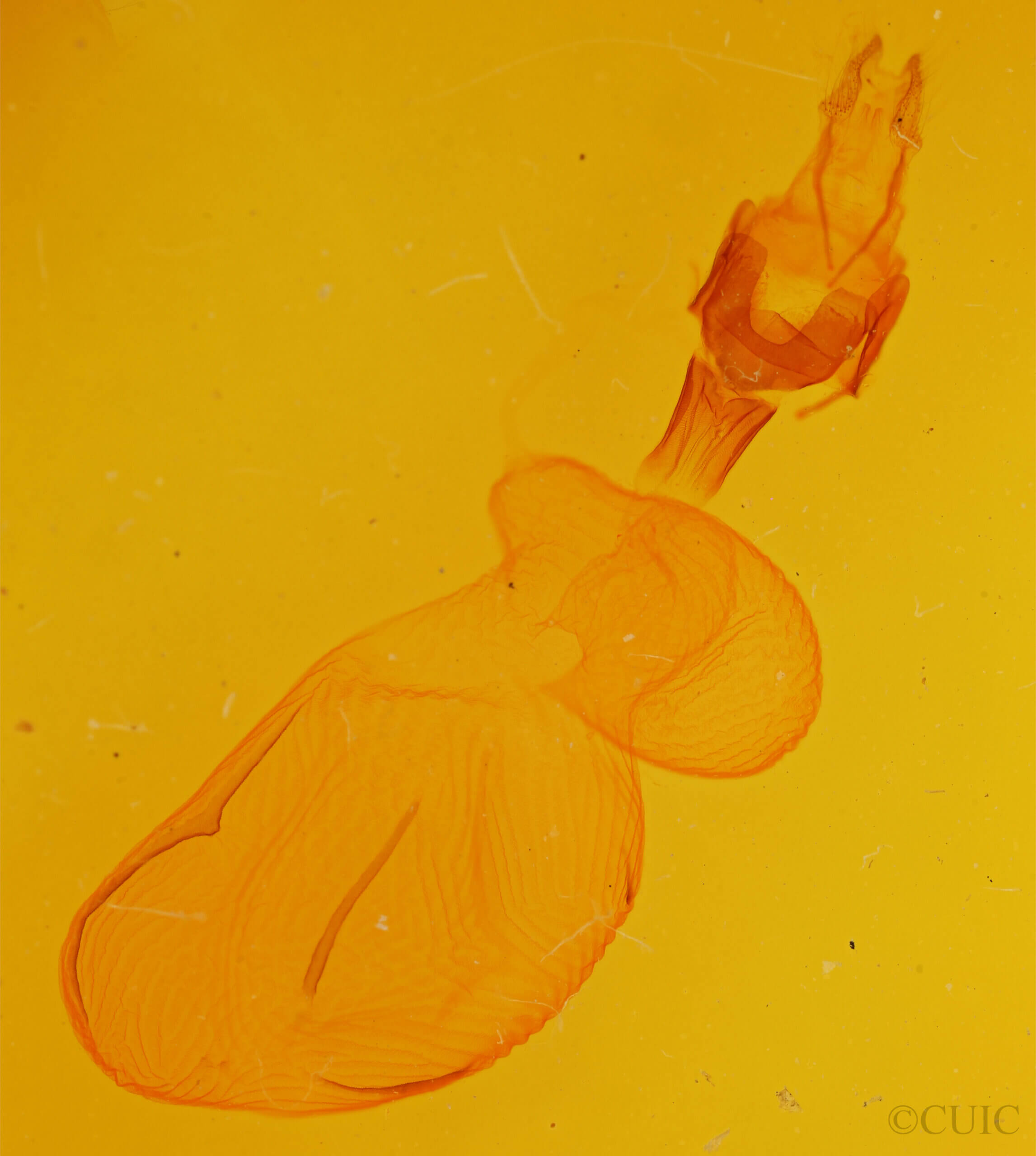 genitalia view of adult Xestia c-nigrum