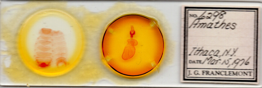 slide view of adult Xestia c-nigrum