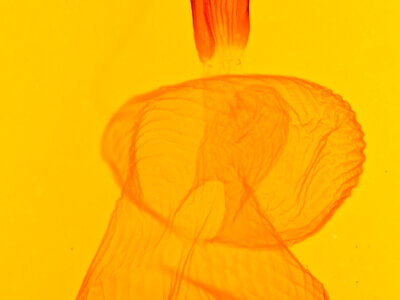 genitalia view of adult Xestia c-nigrum