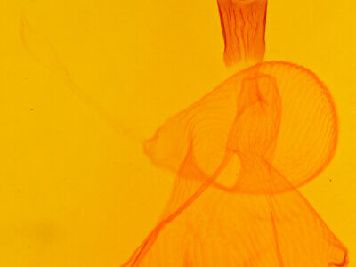 genitalia view of adult Xestia c-nigrum