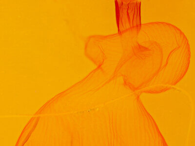 genitalia view of adult Xestia c-nigrum