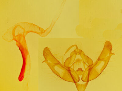 genitalia view of adult Xestia c-nigrum