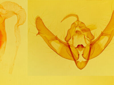 genitalia view of adult Xestia crassipuncta