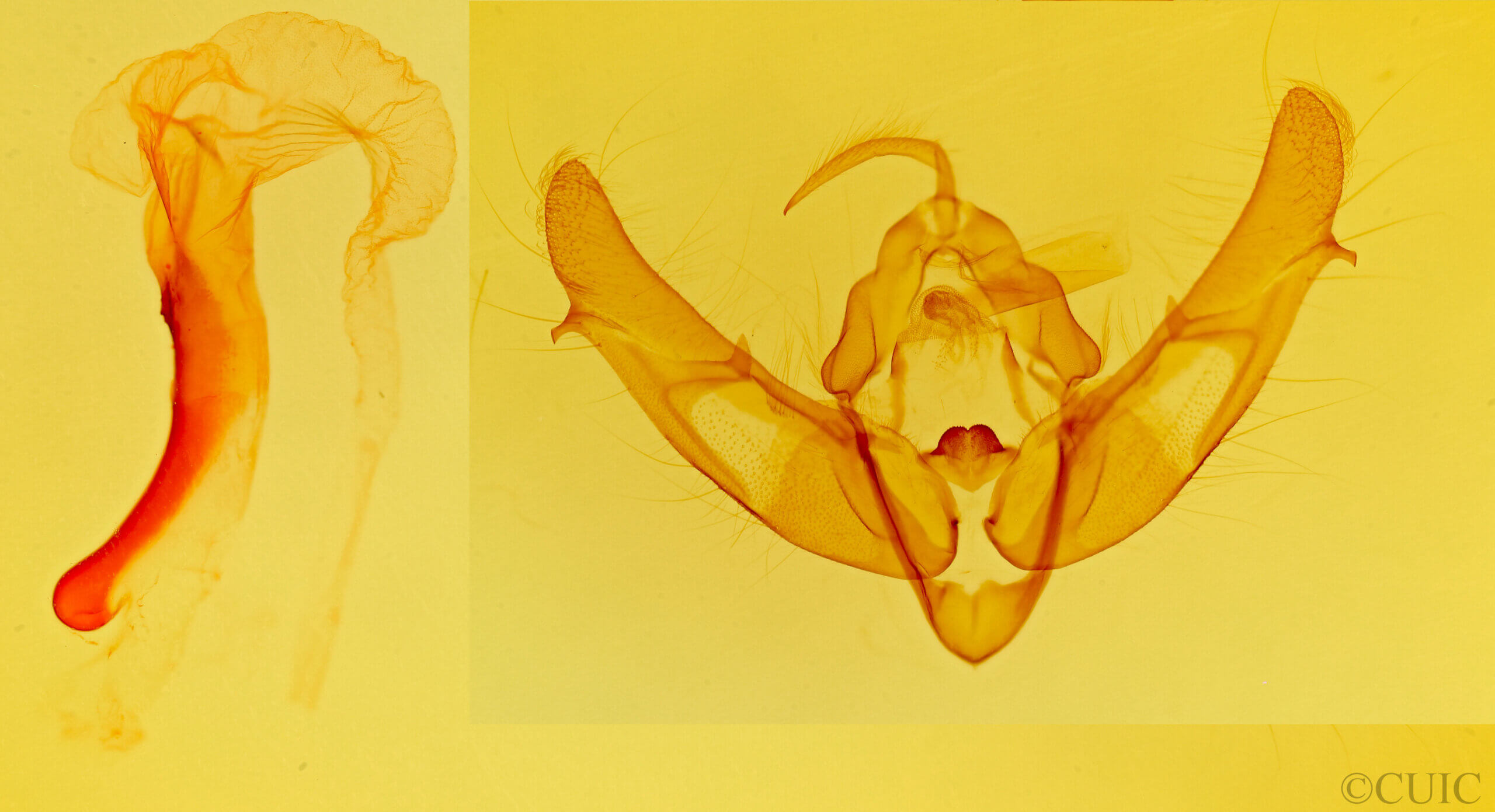 genitalia view of adult Xestia crassipuncta