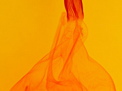 genitalia view of adult Xestia crassipuncta