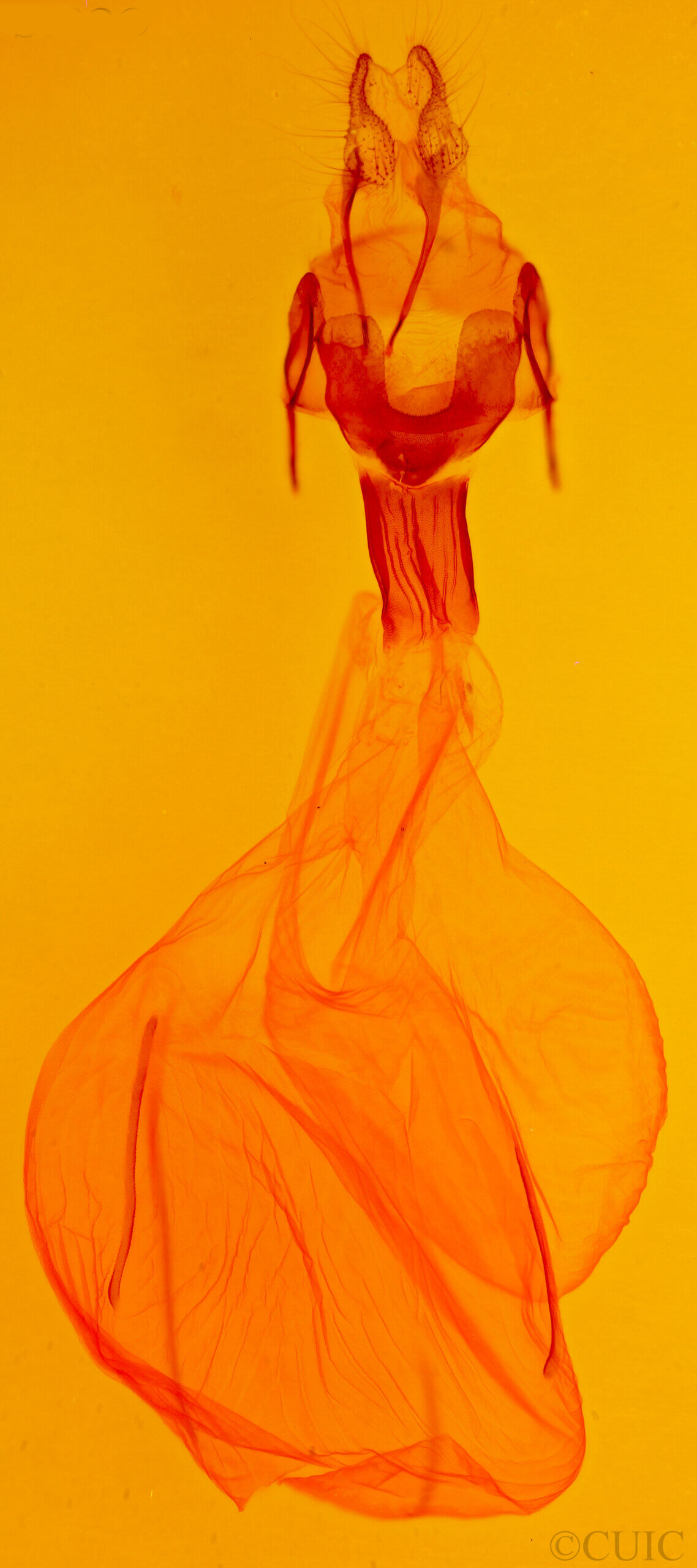 genitalia view of adult Xestia crassipuncta