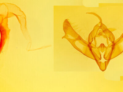 genitalia view of adult Xestia c-nigrum