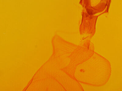 genitalia view of adult Xestia c-nigrum