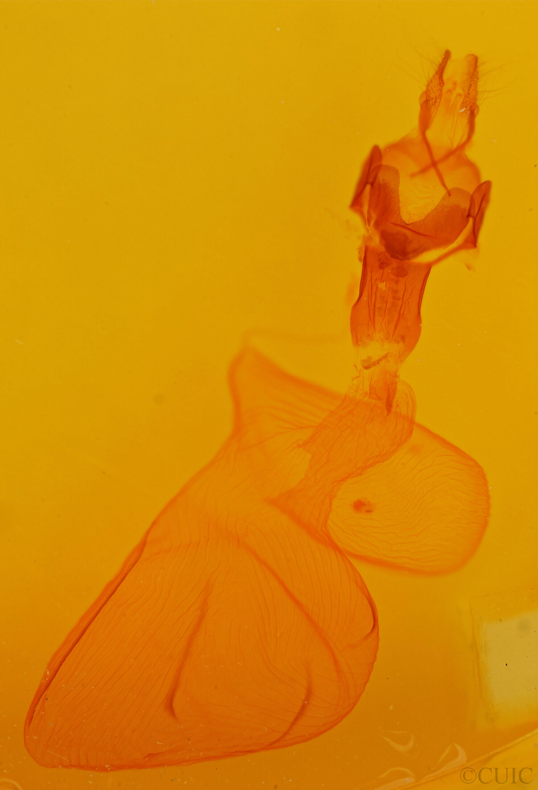 genitalia view of adult Xestia c-nigrum