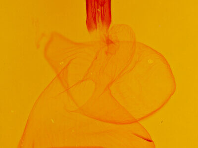 genitalia view of adult Xestia c-nigrum