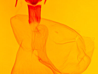 genitalia view of adult Xestia crassipuncta