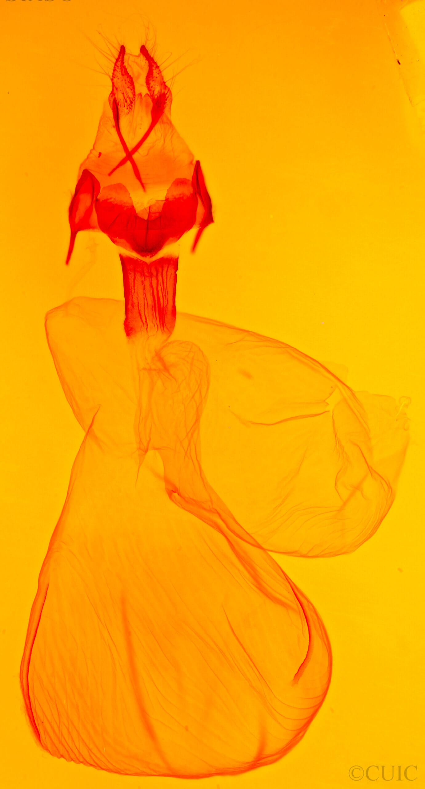 genitalia view of adult Xestia crassipuncta