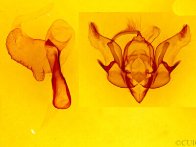 genitalia view of adult Euxoa bochus