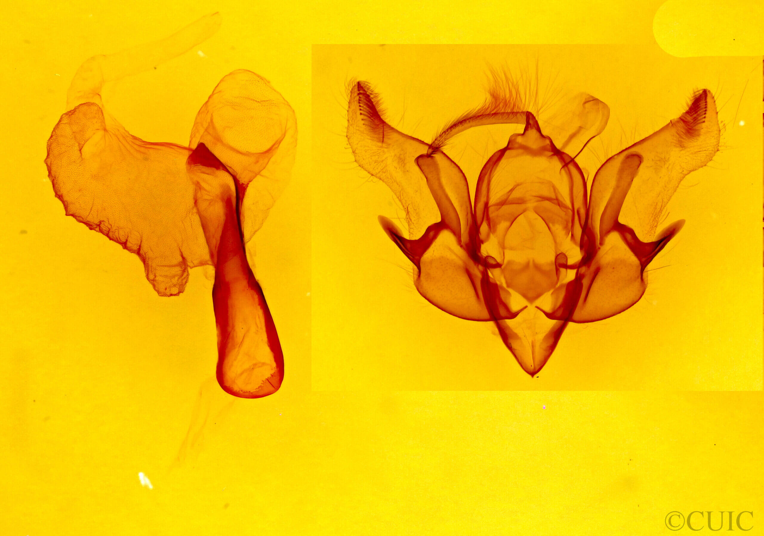 genitalia view of adult Euxoa bochus